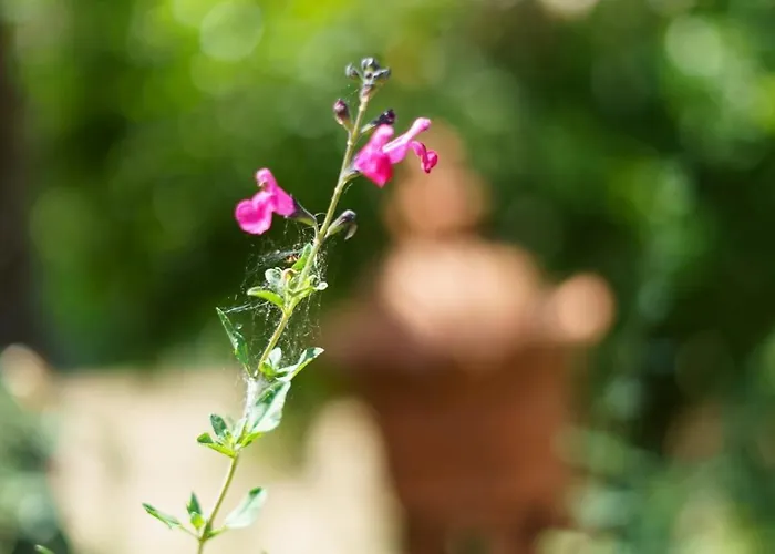 Maison De Maitre Et Son Parc Vila